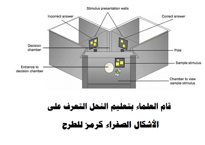 "الحشرات ليست غبية" .. النحل يقوم بعمليات الجمع والطرح