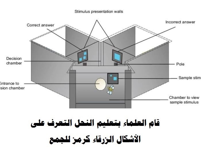"الحشرات ليست غبية" .. النحل يقوم بعمليات الجمع والطرح