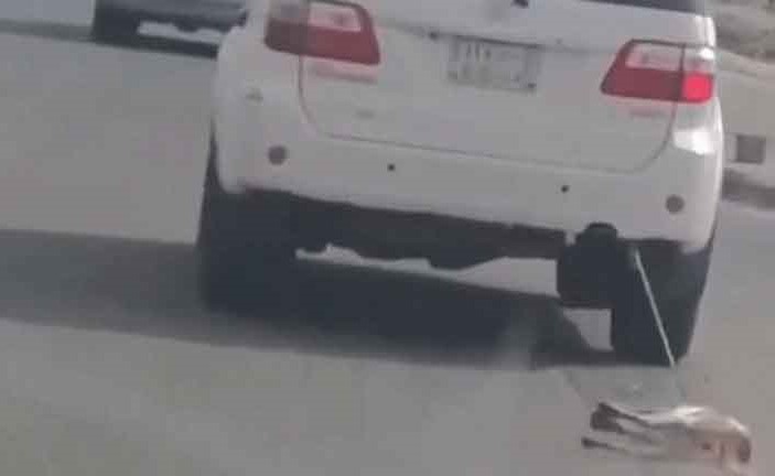 بالفيديو.. القبض على سعودي عذب كلبًا بسحله بالسيارة