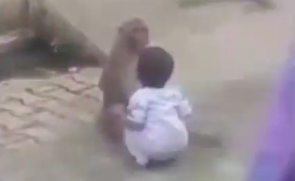 بالفيديو.. قرد يخطف طفلا ويرفض التخلي عنه