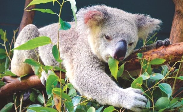 إزالة الغابات تهدد حيوان الكوالا﻿