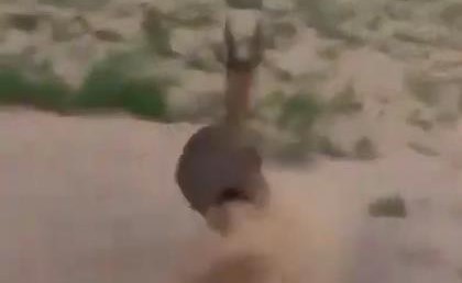 بالفيديو.. شخص يطارد غزالاً بسرعة جنونية في إحدى المحميات في السعودية ويحاول دهسه بمركبته