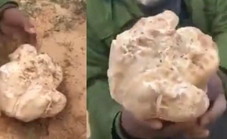 العثور على "فقع" أكبر من حجم الكرة في السعودية
