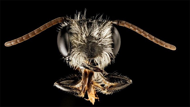 بالصور.. بعد اختفائها لأكثر من قرن... العثور على أضخم نحلة في العالم!