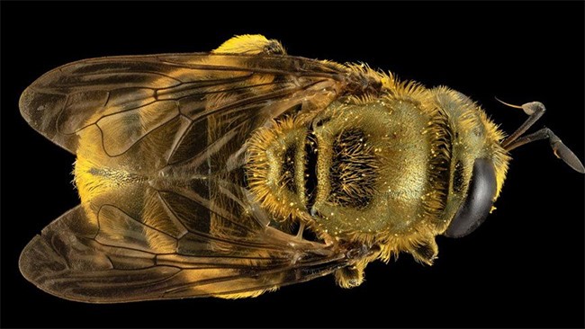 بالصور.. بعد اختفائها لأكثر من قرن... العثور على أضخم نحلة في العالم!