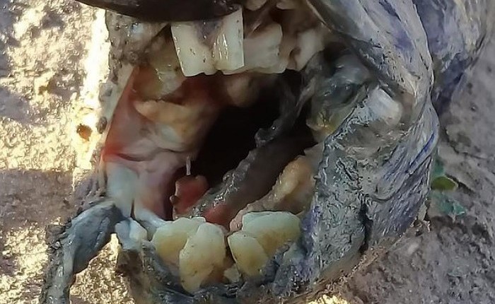 بالصور.. ظهور مخلوق غريب بأسنان بشرية
