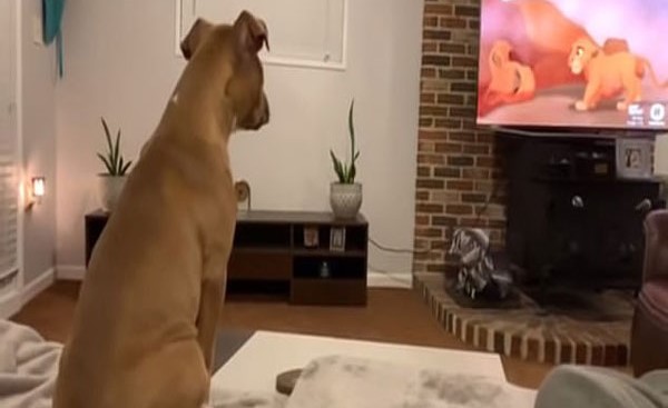 بالفيديو.. كلب يدخل في نوبة بكاء أثناء مشاهدة الأسد الملك