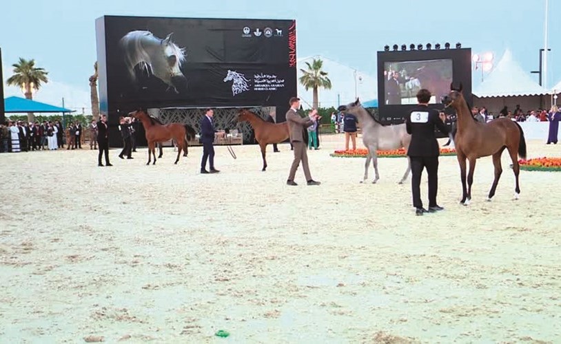 استعراض الخيول امام الجمهور ولجنة التحكيم﻿