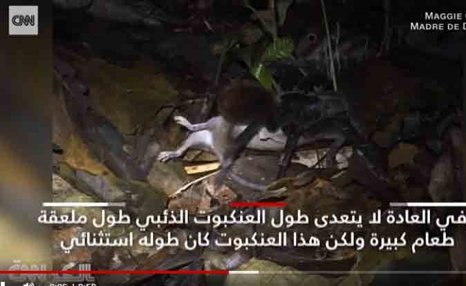 بالفيديو.. لأول مرة.. كاميرا ترصد عنكبوتا عملاقا يفترس حيوان أبسوم