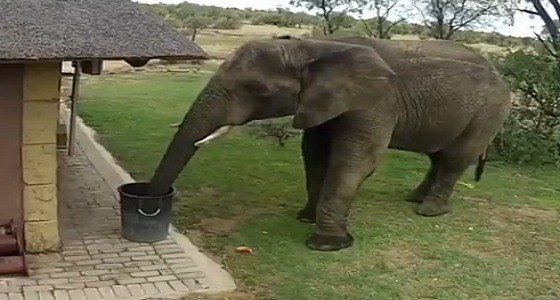 بالفيديو.. فيل ينظف حديقة بخرطومه