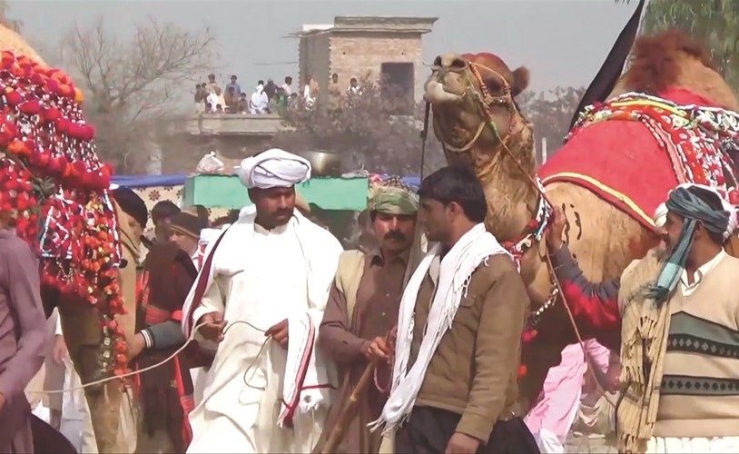 مصارعة الجمال﻿