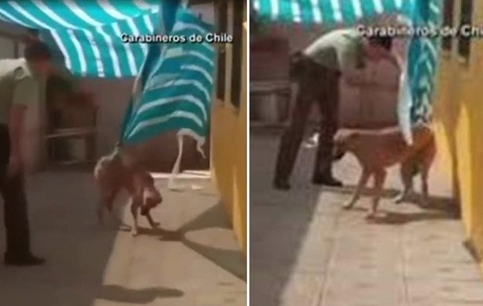بالفيديو .. ماذا فعل كلب مع ضابط شرطة بعد انقاذه