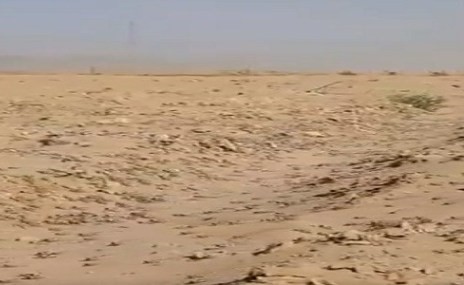 بالفيديو.. خروج الجراد من الأرض بمنظر عجيب يترجم بلاغة القرآن الكريم