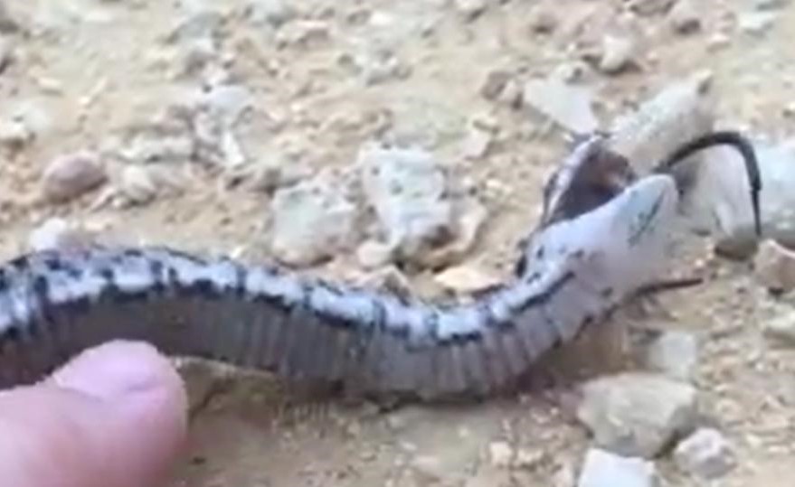 بالفيديو.. شاهد أفعى ماكرة تستحق "أوسكار" في التمثيل!