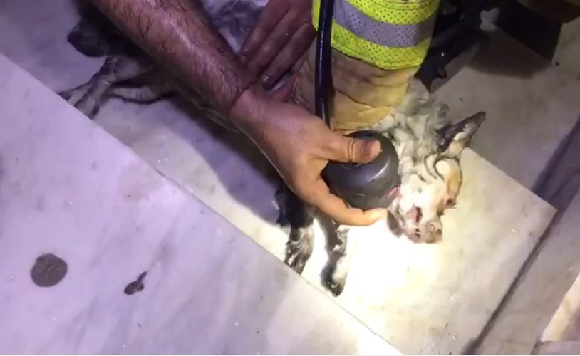 رجال إطفاء مركز الهلالي خلال ضخ الاوكسجين لانقاذ الكلب﻿