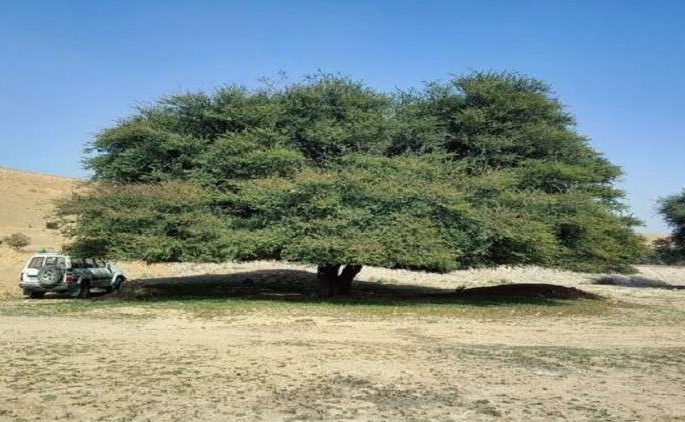بالفيديو.. غضب عارم بعد حرق شجرة طلح معمرة في السعودية.. والسلطات تتدخل