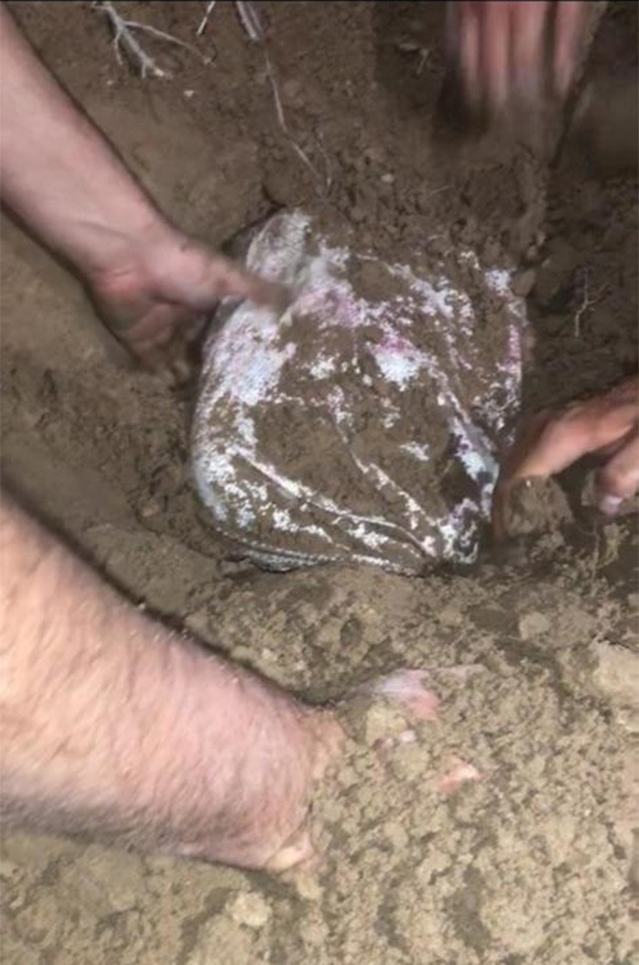 ضبط متسلل دخل البلاد بصورة غير شرعية وبحوزته 43 كيلوغراماً من المواد المخدرة