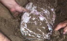 الحشيش خلال استخراجه من شاطئ إحدى الجزر﻿