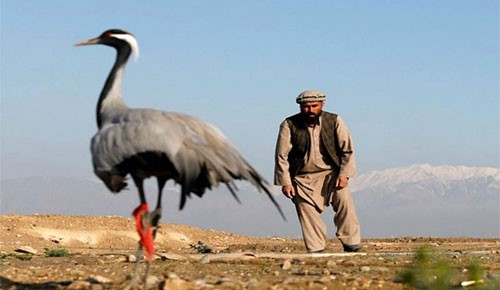 بالفيديو.. شاهد كيف يصطاد الأفغان طائر الكركي