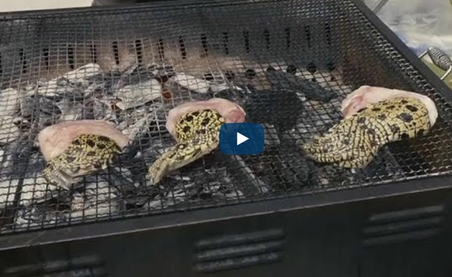 بالفيديو.. أخطر عملية صيد في اليابان بمشاركة ألف سمكة بيرانا مفترسة