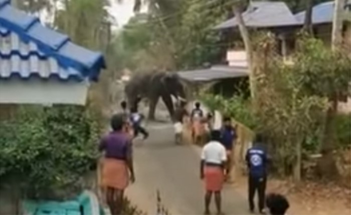 بالفيديو.. فيل يهرب من معبد ويهاجم قرية في الهند