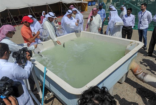 "الأبحاث" يطلق 120 ألف سمكة شعم وسبيطي في المياه الإقليمية لتعزيز الأمن الغذائي