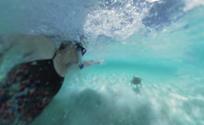 بالفيديو.. تجربة العمر.. السباحة مع السلاحف البحرية في جزر البهاما