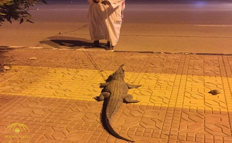بالفيديو.. تمساح ضال يتجول في شوارع منطقة سعودية