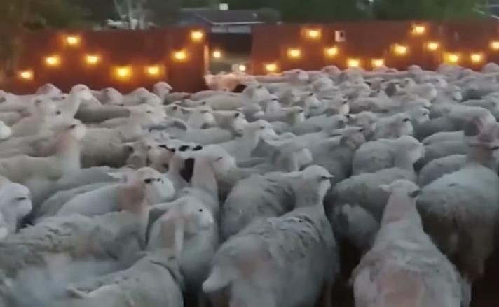 بالفيديو.. بسبب خطأ بسيط.. قطيع ضخم من الأغنام يغزو منزله