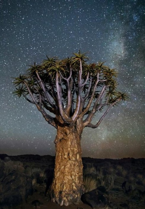 صور تعكس جمال الطبيعة.. شاهد أقدم الأشجار فى العالم من خلال ضوء النجوم