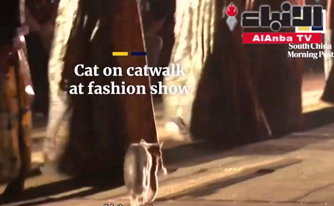 بالفيديو.. قطة تخطف الأنظار في عرض "كريستيان ديور" بالمغرب