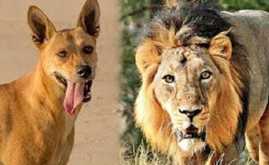 فيديو لنادرة في عالم الحيوان.. كلب يهاجم أسداً ويهزمه