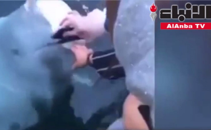 فيديو طريف لحوت يعيد جهاز هاتف سقط من أحد السياح في الماء