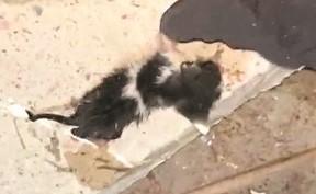 القطة بعد إنقاذها ﻿