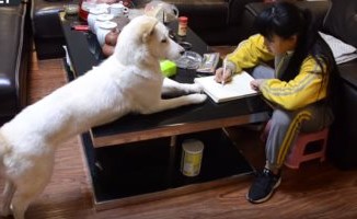 بالفيديو.. يدرب كلبه على مراقبة ابنته للتأكد من تأدية واجبها المدرسي