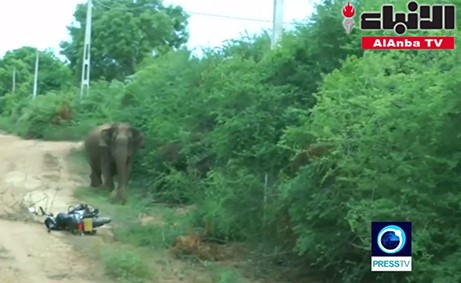 بالفيديو.. أنثى فيل غاضبة تهاجم قرويين بعد سقوط صغيرها في حفرة موحلة