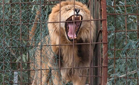 أسد هائج يباغت طفلة من السياج.. وينتزع فروة رأسها