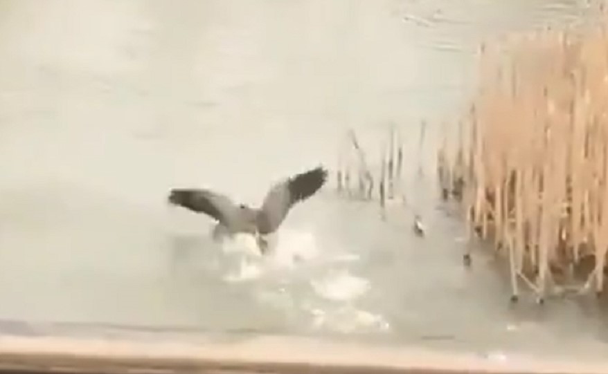 بالفيديو.. إوزة تقتل طائرا بوحشية حاول مناصفتها الأسماك