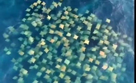فيديو نادر لأسماك "شياطين البحر" تغزو سواحل أستراليا في ظاهرة نادرة