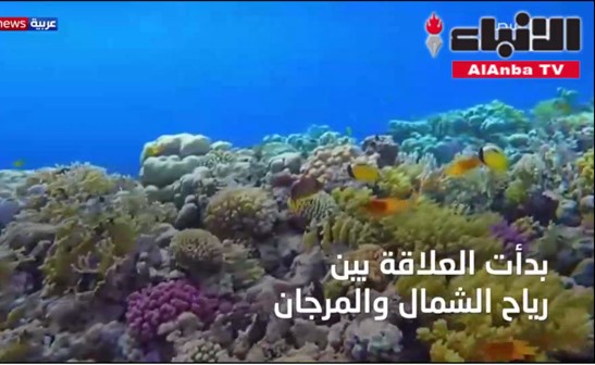 بالفيديو.. تأثير التغير المناخي على الشعب المرجانية في الخليج العربي