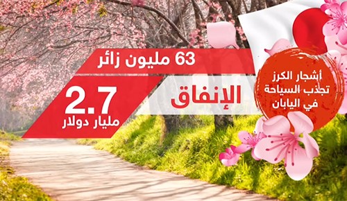 بالفيديو.. أشجار الكرز تجذب السياحة في اليابان