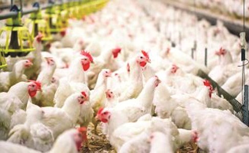 علماء يعدلون جينات الدجاج ليقاوم إنفلونزا الطيور