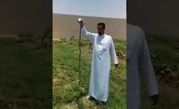 بالفيديو.. سعودي يقتل أفعى في مزرعته بالدلم ويحذر من انتشارها مع ارتفاع الحرارة
