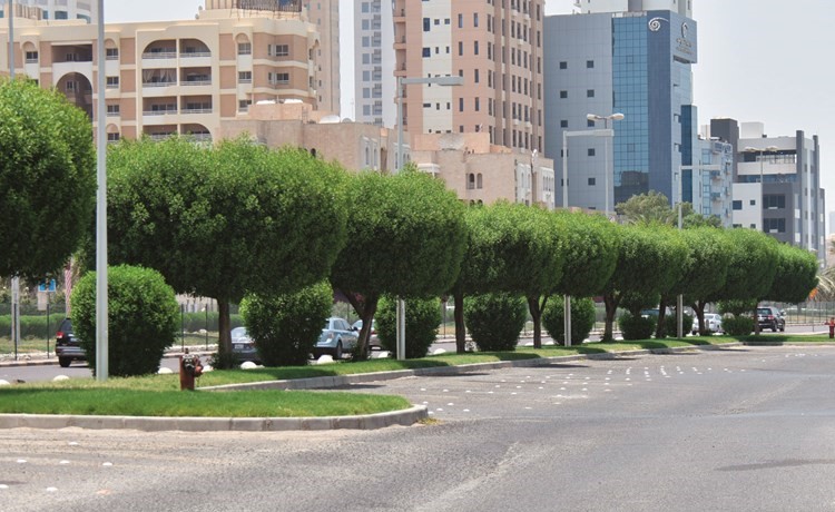 الزراعات التجميلية.. ملطفة للأجواء وخافضة للحرارة