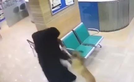 بالفيديو.. رد فعل شجاع من امرأة ضد كلب هاجم طفلتها