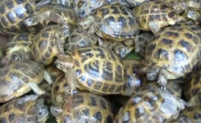 بالفيديو.. محاولة تهريب 4100 سلحفاة نادرة إلى روسيا
