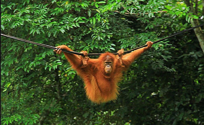 ﻿القردة إلاين في محمية غابة بينوس جانثو (أ.ف.پ)﻿