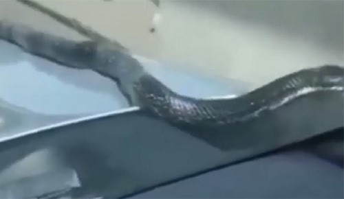 بالفيديو.. ثعبان يفاجئ قائد سيارة في مشهد مذهل