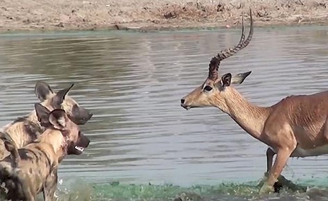 ظبي غير محظوظ داخل محمية بأفريقيا .. التمساح أمامه والضباع من خلفه..شاهد: ماذا حدث له!