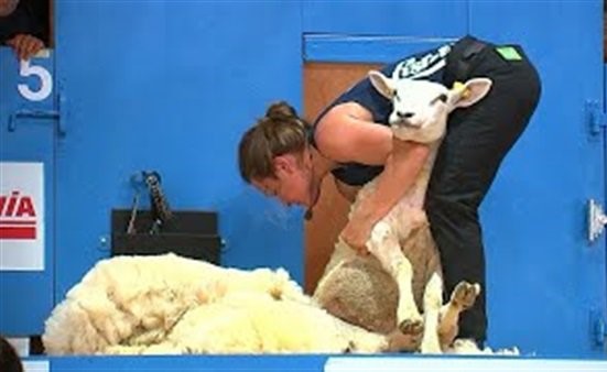 بالفيديو.. مسابقة في جز صوف الخرفان للمنافسة على كبرى الجوائز بـ فرنسا